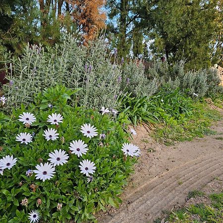 Gowrie Agapanthus Singleton Exterior foto