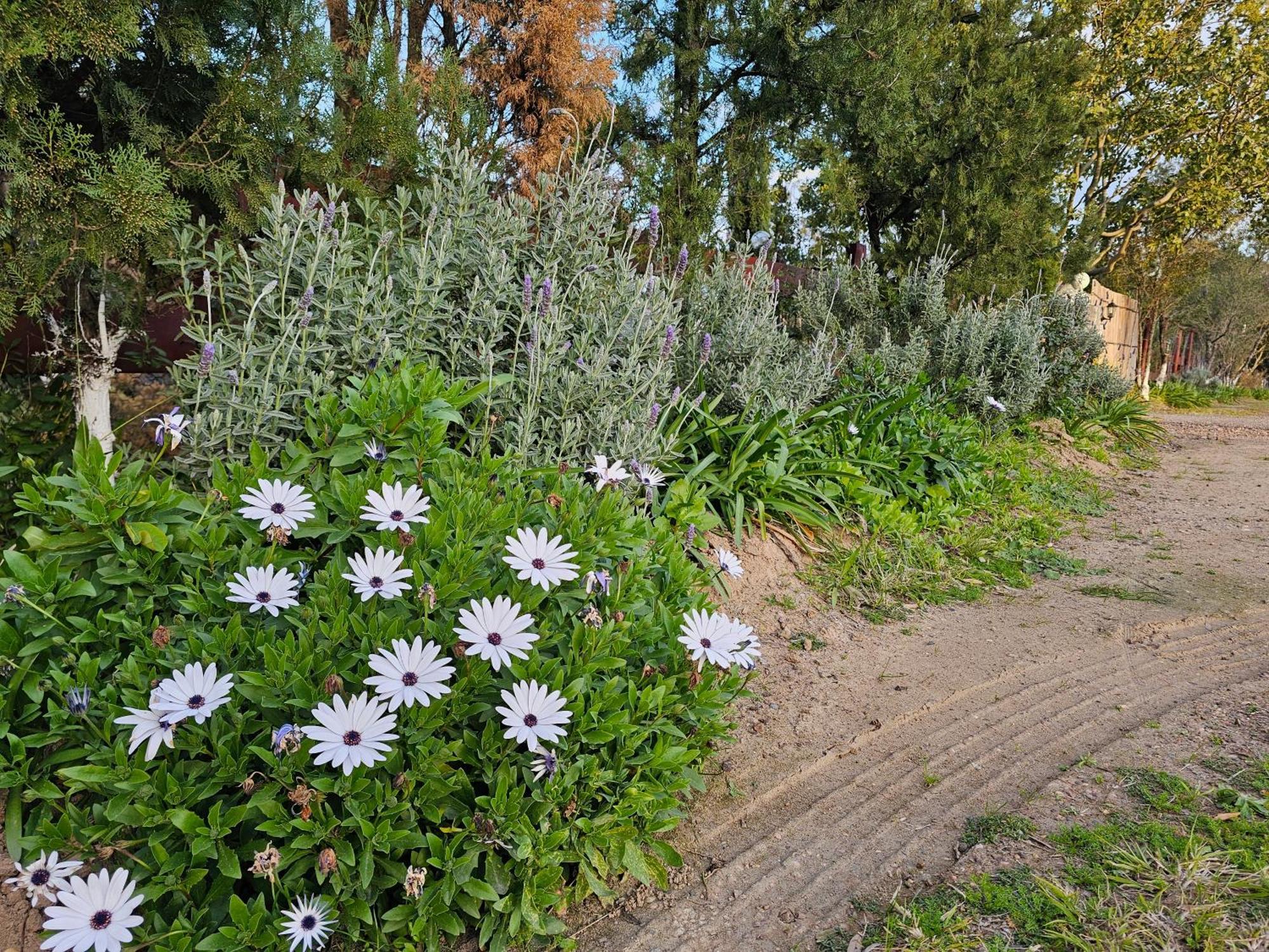 Gowrie Agapanthus Singleton Exterior foto